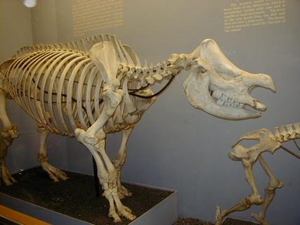 Rhinocerous skeleton<br>Location: <a href="https://www.google.com/maps/search/?api=1&query=38.89096,-77.02601" target="_new">Smithsonian National Museum of Natural History</a>